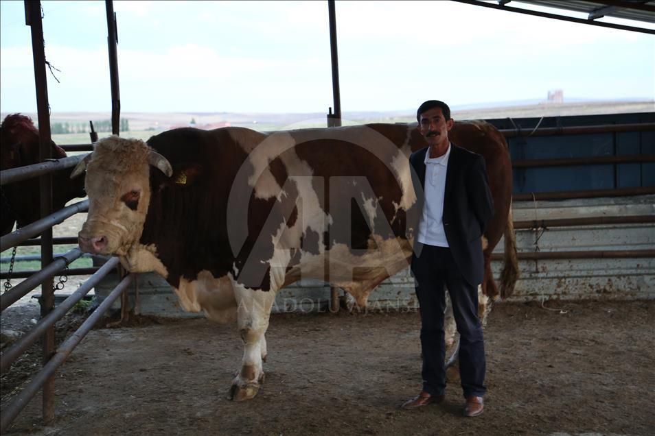 2 bin 207 kiloluk kurbanlık "Şahin"e fiyat biçemiyor