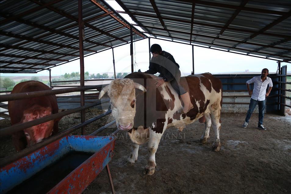 2 bin 207 kiloluk kurbanlık "Şahin"e fiyat biçemiyor