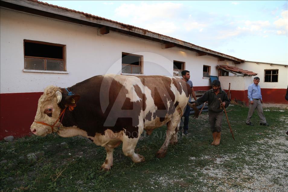 2 bin 207 kiloluk kurbanlık "Şahin"e fiyat biçemiyor