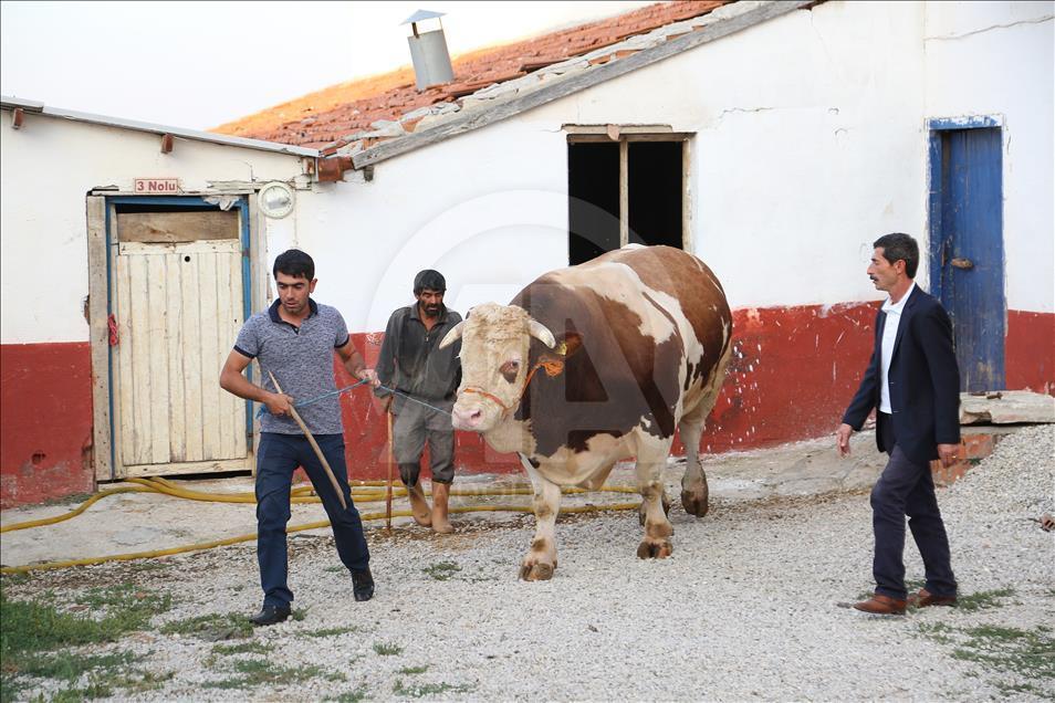 2 bin 207 kiloluk kurbanlık "Şahin"e fiyat biçemiyor