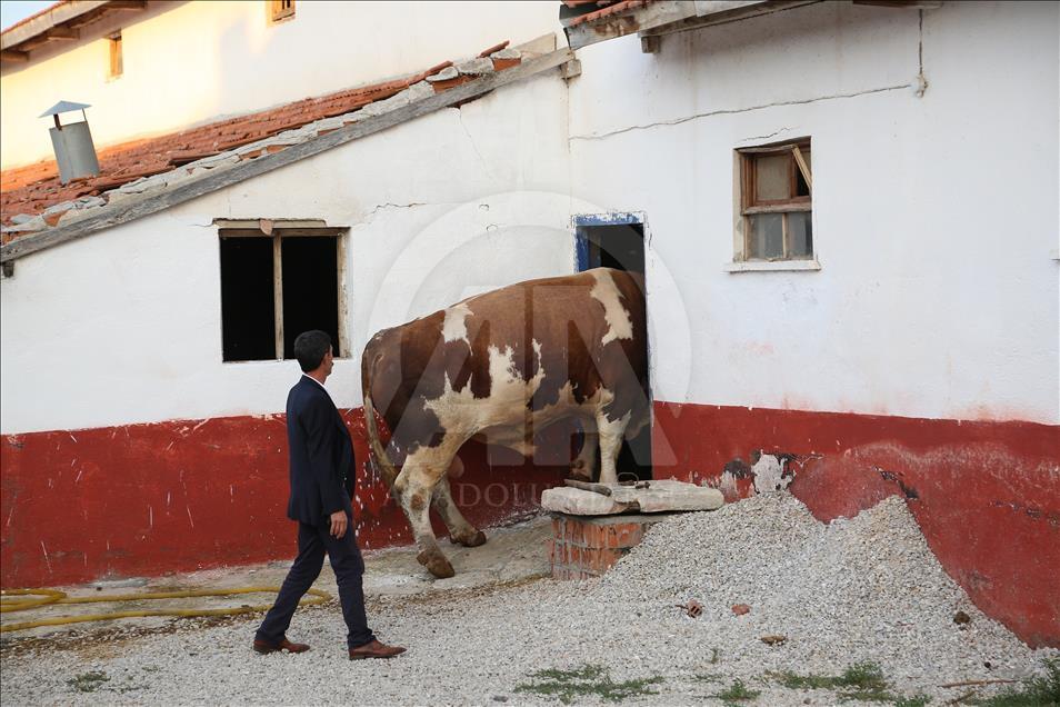 2 bin 207 kiloluk kurbanlık "Şahin"e fiyat biçemiyor