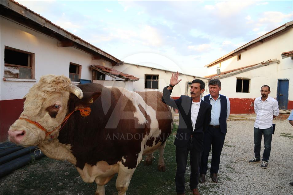 2 bin 207 kiloluk kurbanlık "Şahin"e fiyat biçemiyor