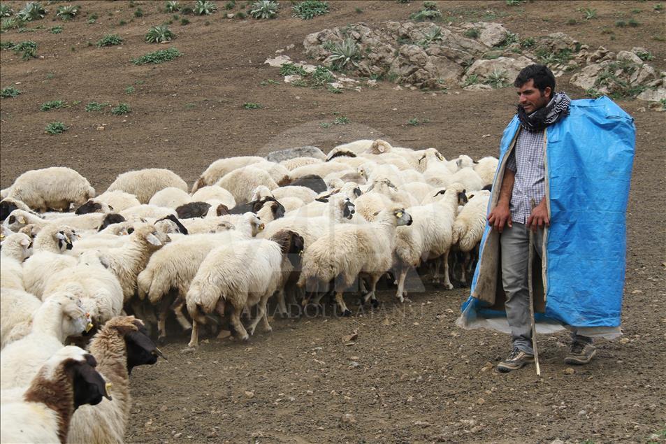 Yayladan sofraya Erzincan tulum peyniri
