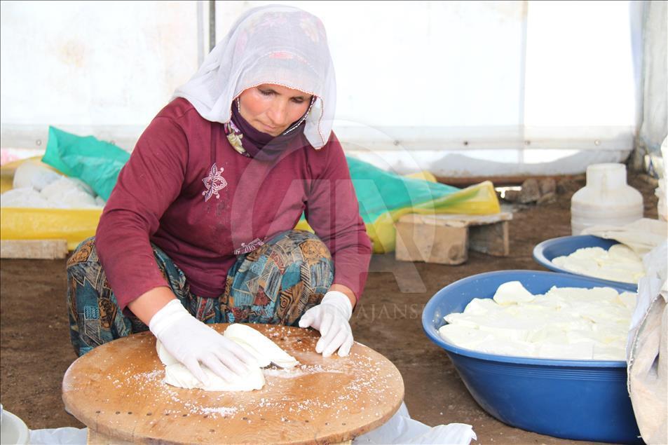 Yayladan sofraya Erzincan tulum peyniri