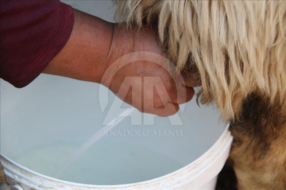 Yayladan sofraya Erzincan tulum peyniri