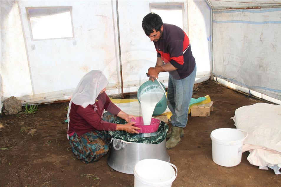 Yayladan sofraya Erzincan tulum peyniri