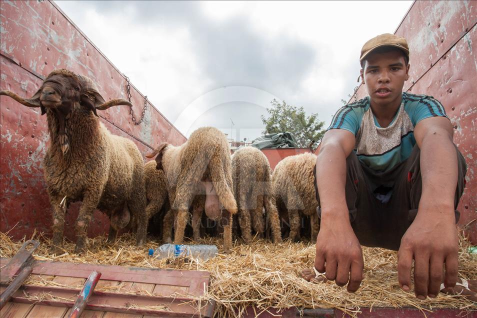 Fas'ta Kurban Bayramı Hazırlıkları