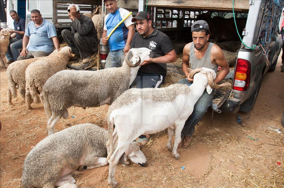 Fas'ta Kurban Bayramı Hazırlıkları