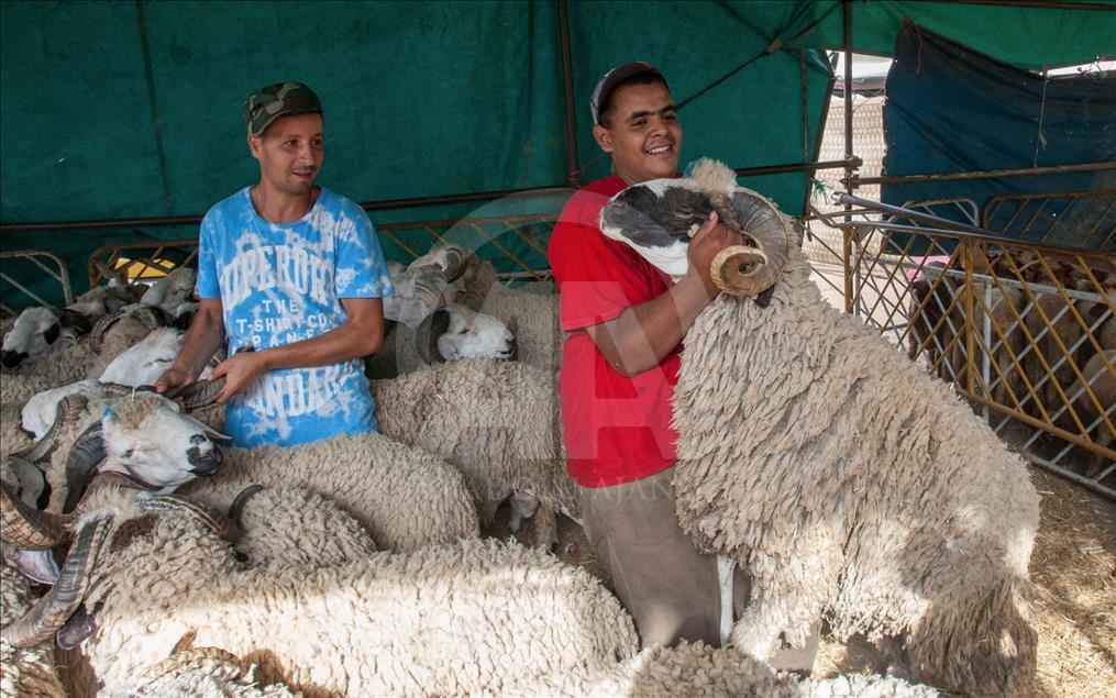 Fas'ta Kurban Bayramı Hazırlıkları