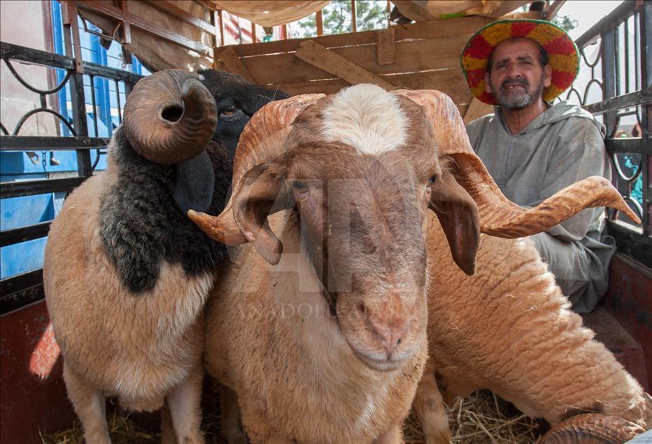 Fas'ta Kurban Bayramı Hazırlıkları
