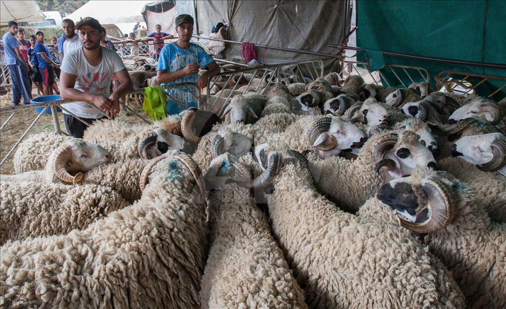 Fas'ta Kurban Bayramı Hazırlıkları