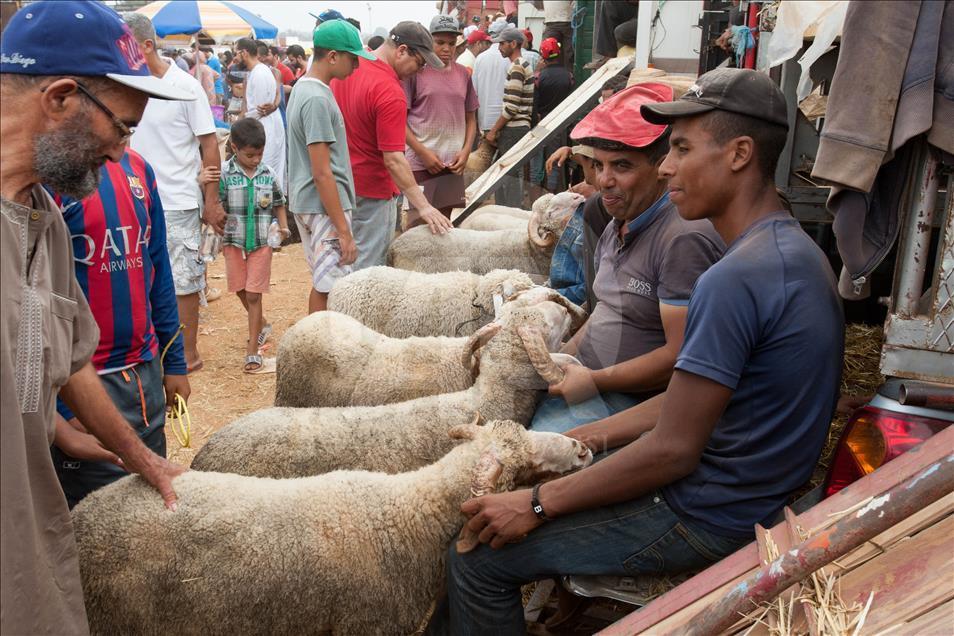 Fas'ta Kurban Bayramı Hazırlıkları