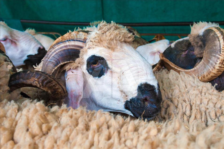 Fas'ta Kurban Bayramı Hazırlıkları