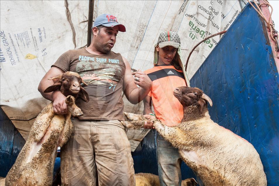 Fas'ta Kurban Bayramı Hazırlıkları