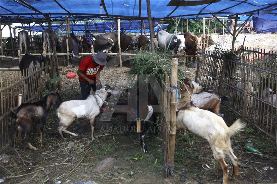 Sacrificial Animals Market During Eid al Adha Preparation in Indonesia