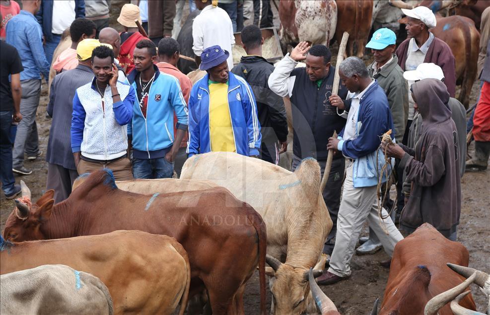 Eid al Adha preparations in Ethiopia