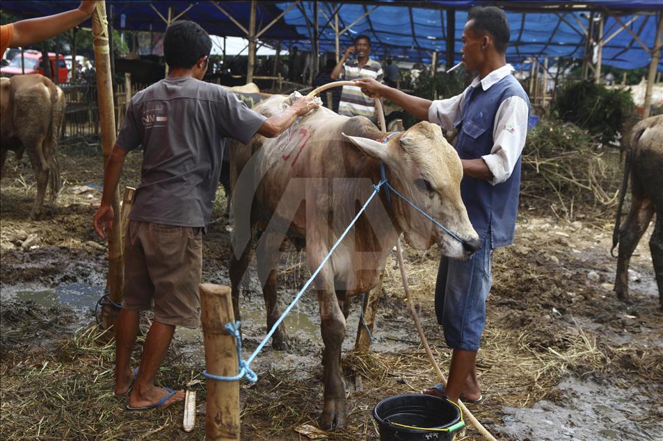 Sacrificial Animals Market During Eid al Adha Preparation in Indonesia