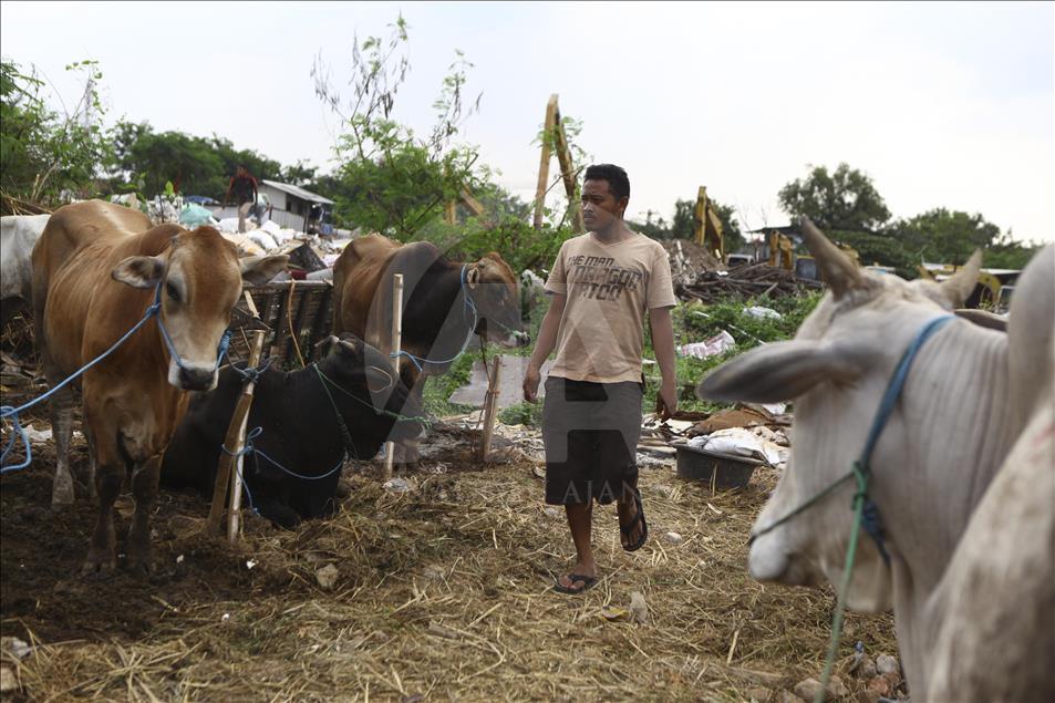 Sacrificial Animals Market During Eid al Adha Preparation in Indonesia