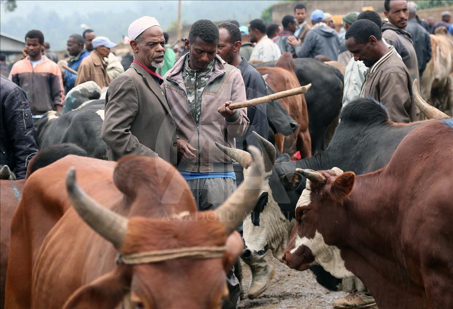 Eid al Adha preparations in Ethiopia