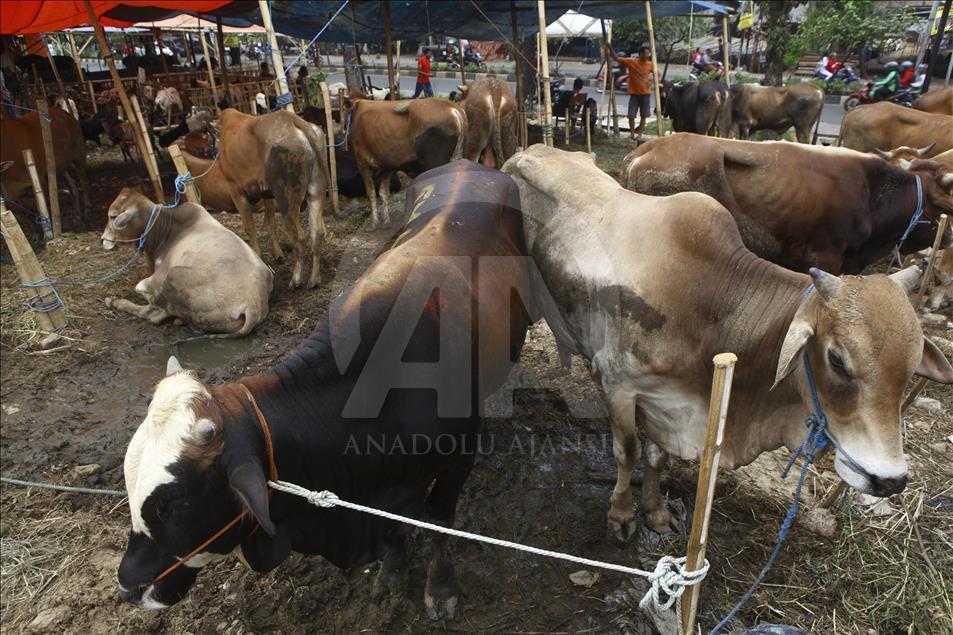 Sacrificial Animals Market During Eid al Adha Preparation in Indonesia