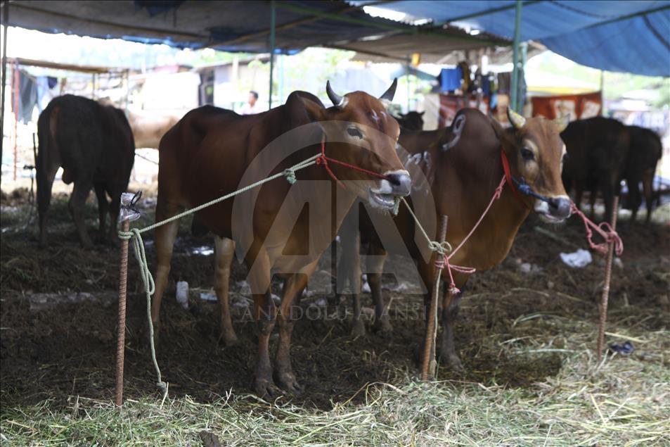 Sacrificial Animals Market During Eid al Adha Preparation in Indonesia