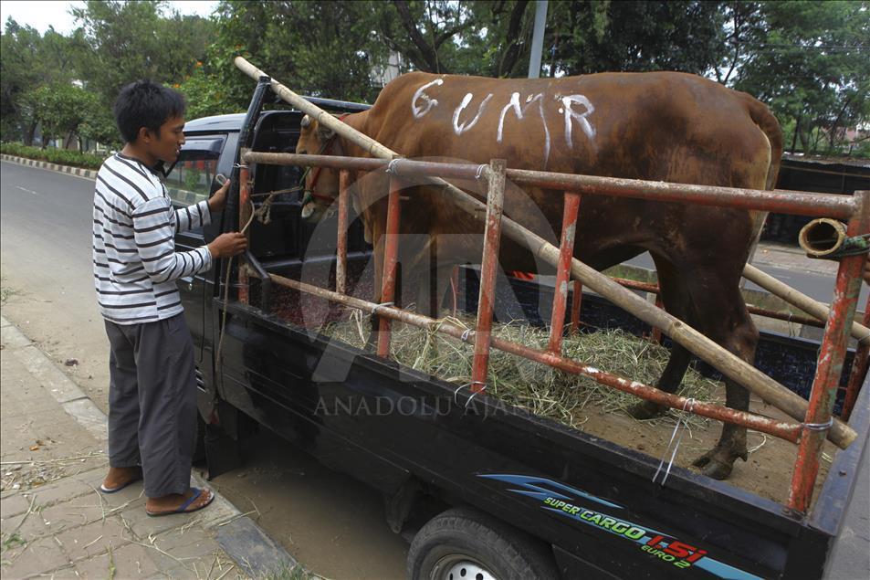 Sacrificial Animals Market During Eid al Adha Preparation in Indonesia