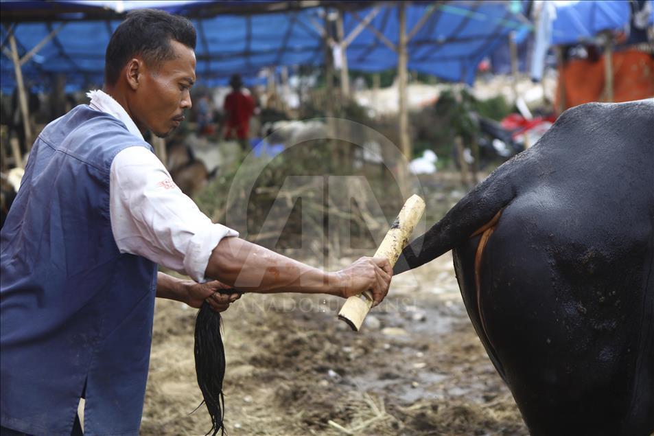 Sacrificial Animals Market During Eid al Adha Preparation in Indonesia