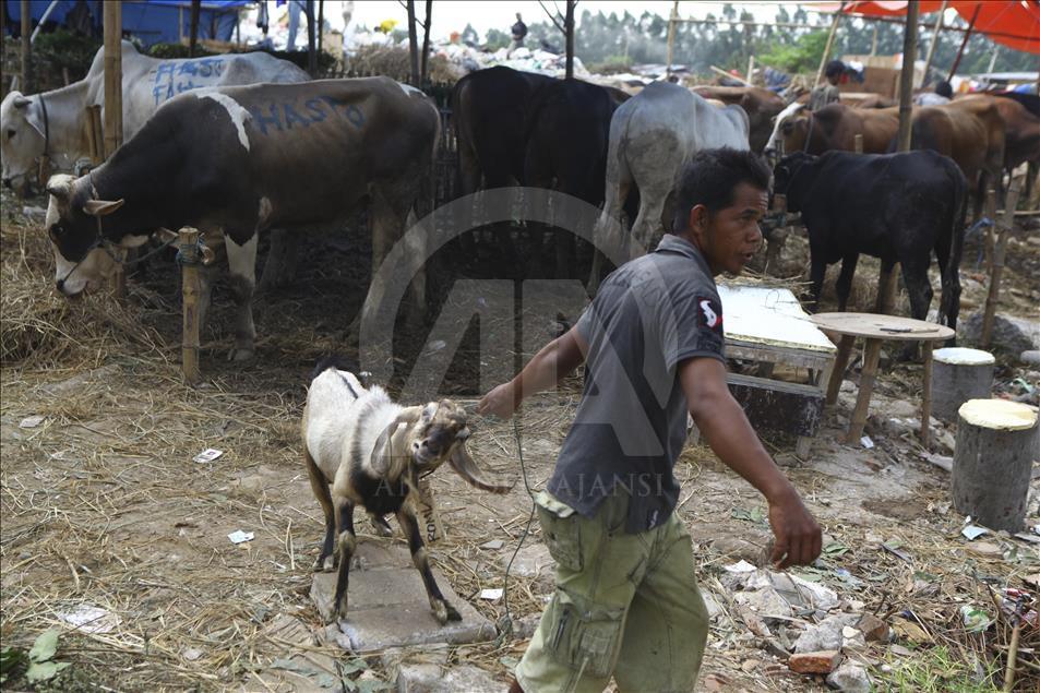 Sacrificial Animals Market During Eid al Adha Preparation in Indonesia
