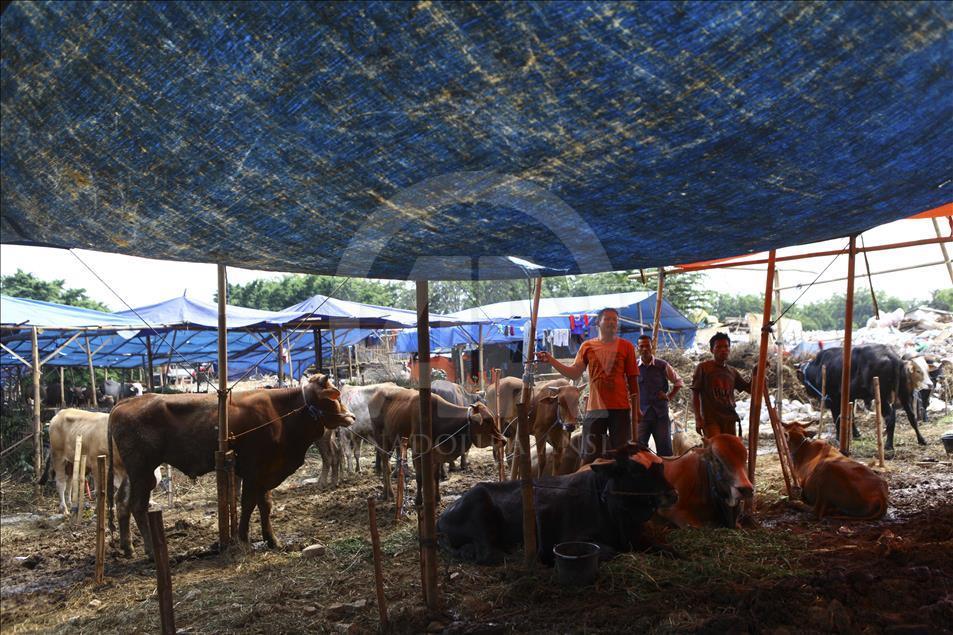 Sacrificial Animals Market During Eid al Adha Preparation in Indonesia