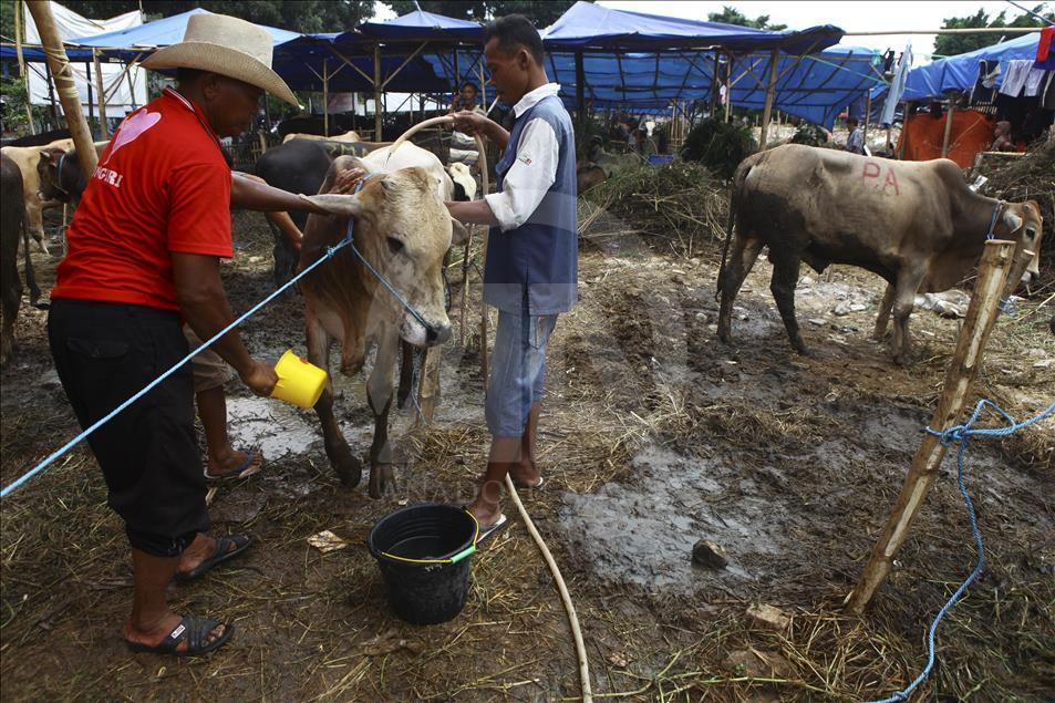 Sacrificial Animals Market During Eid al Adha Preparation in Indonesia