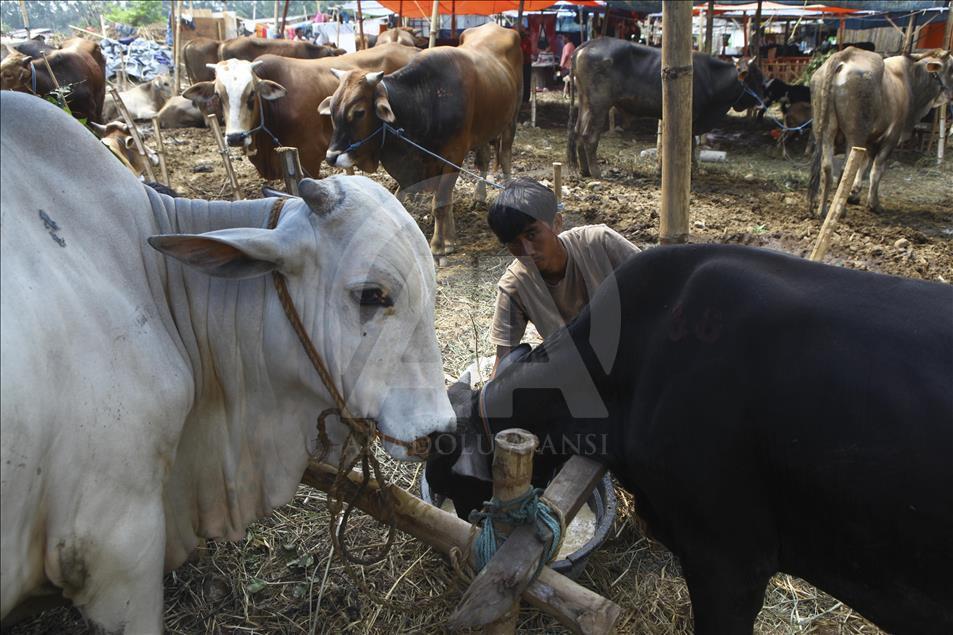 Sacrificial Animals Market During Eid al Adha Preparation in Indonesia
