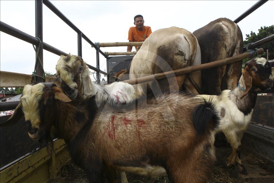 Sacrificial Animals Market During Eid al Adha Preparation in Indonesia