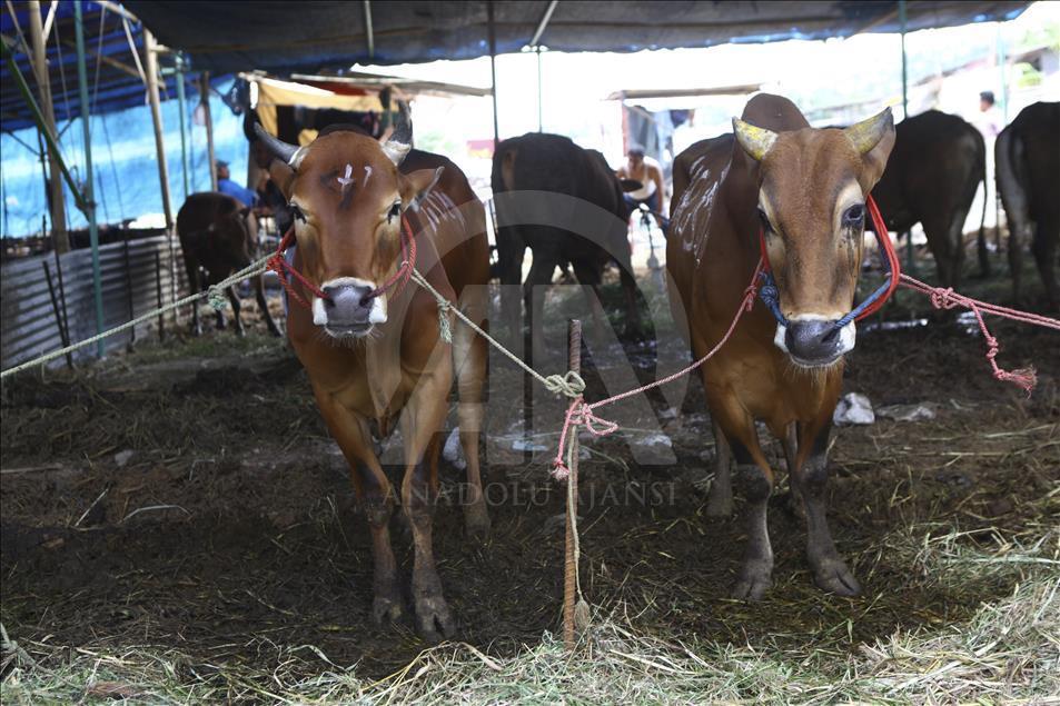 Sacrificial Animals Market During Eid al Adha Preparation in Indonesia