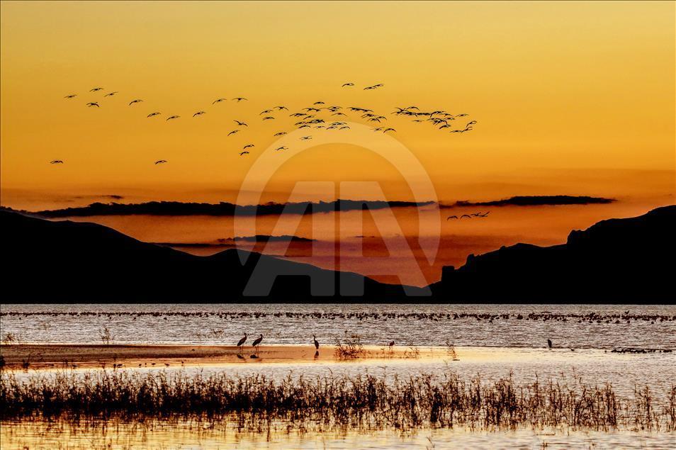 Flamingos in Ercek Lake of Turkey