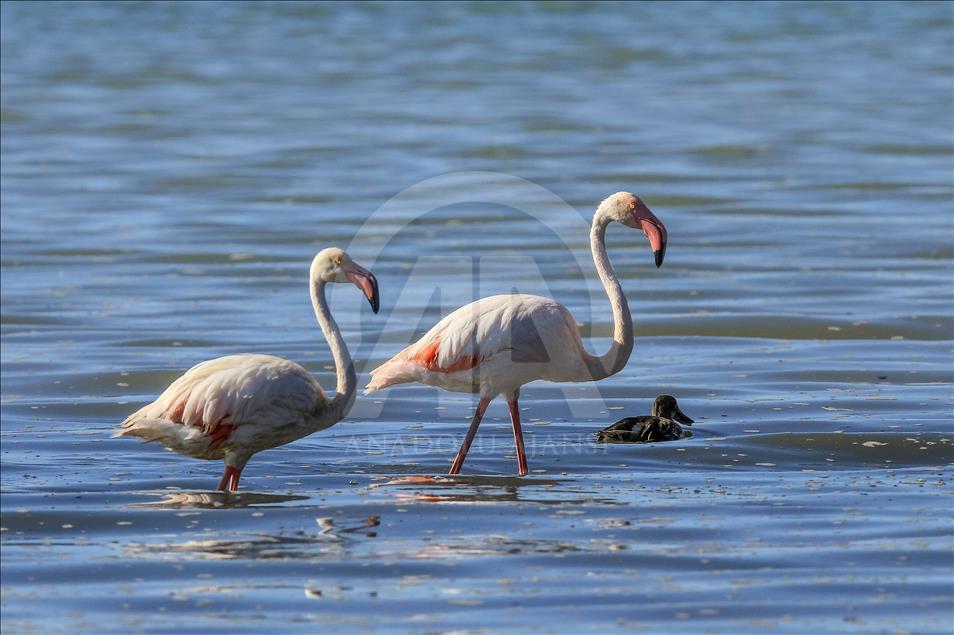 Flamingos in Ercek Lake of Turkey