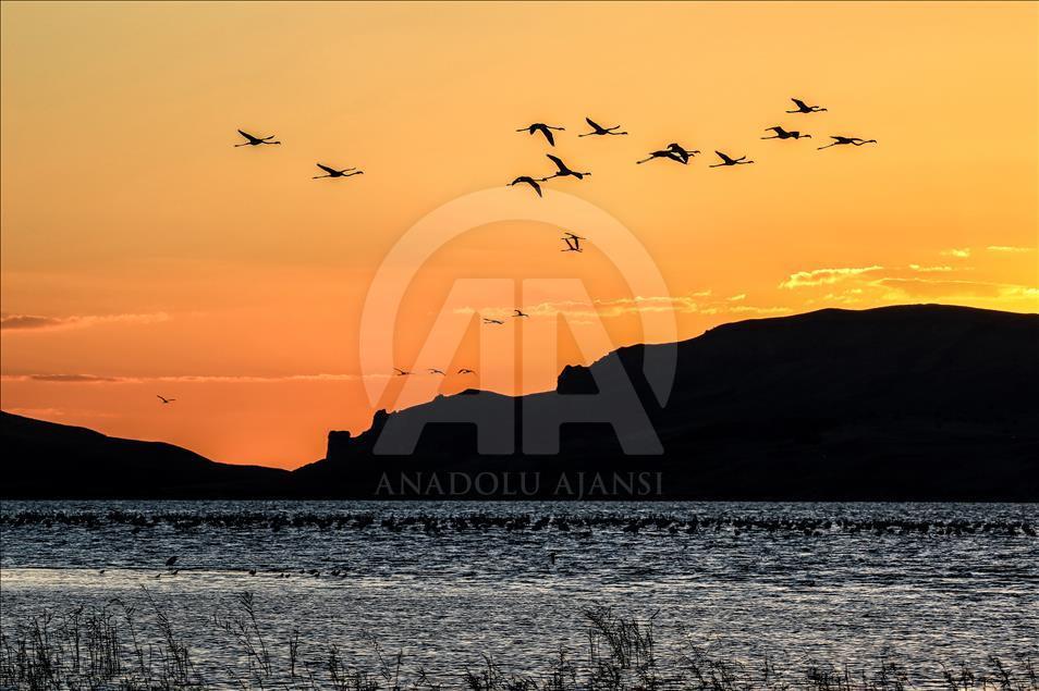 Flamingos in Ercek Lake of Turkey