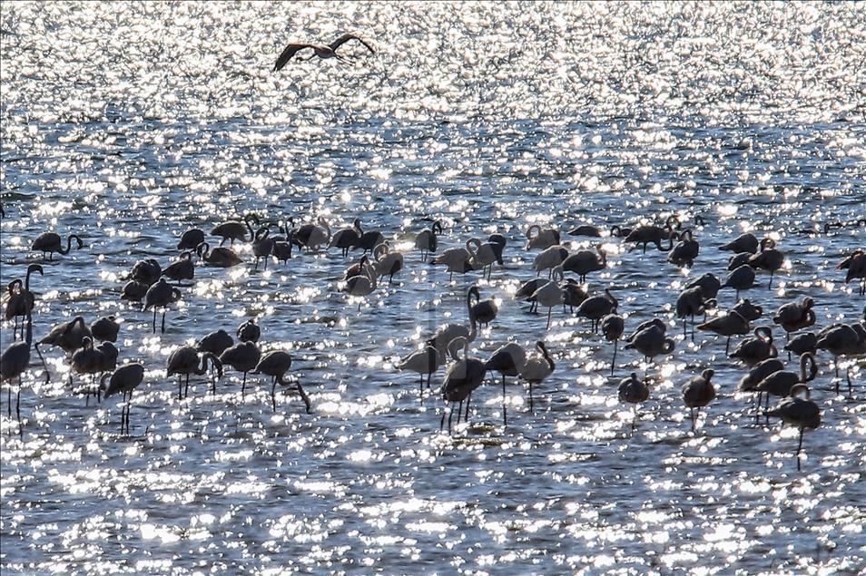 Flamingos in Ercek Lake of Turkey