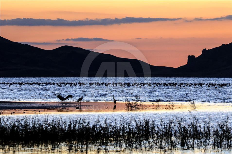 Flamingos in Ercek Lake of Turkey