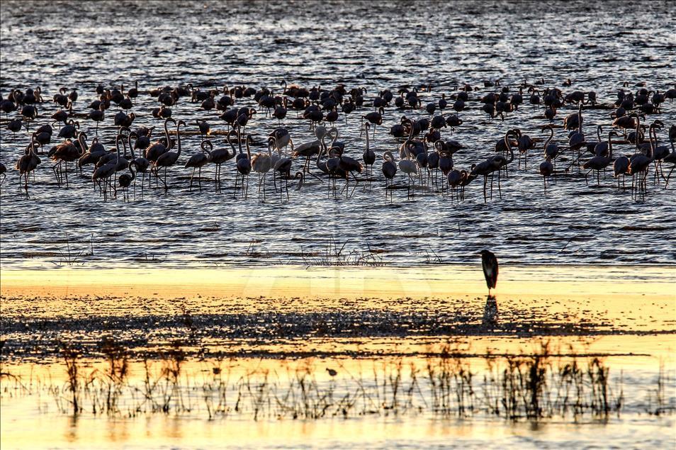 Flamingos in Ercek Lake of Turkey