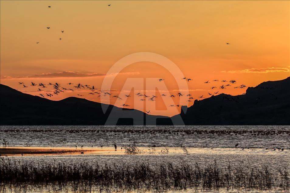 Flamingos in Ercek Lake of Turkey