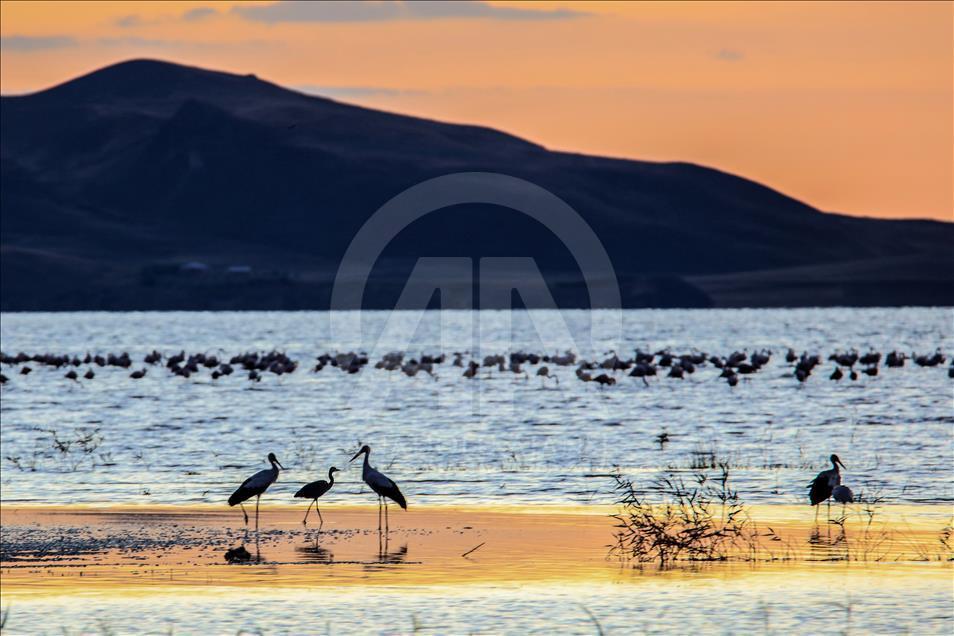 Flamingos in Ercek Lake of Turkey