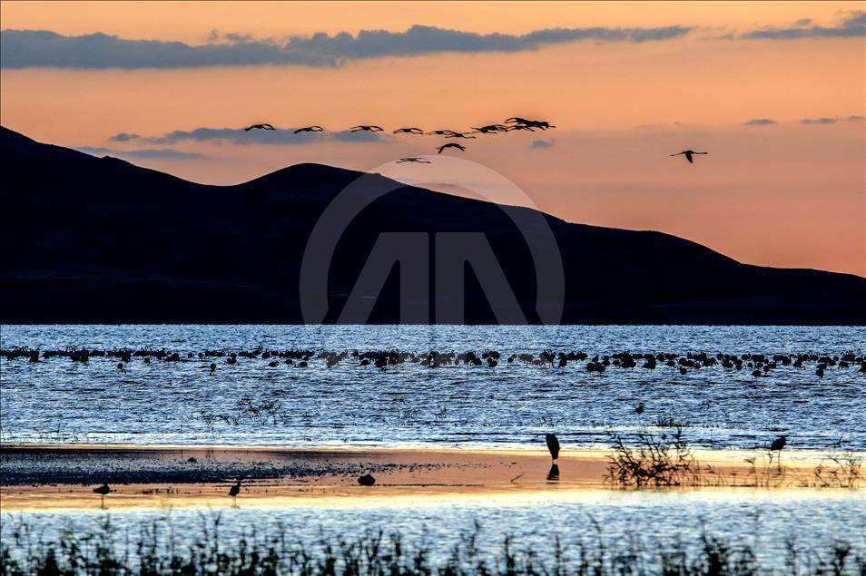 Flamingos in Ercek Lake of Turkey