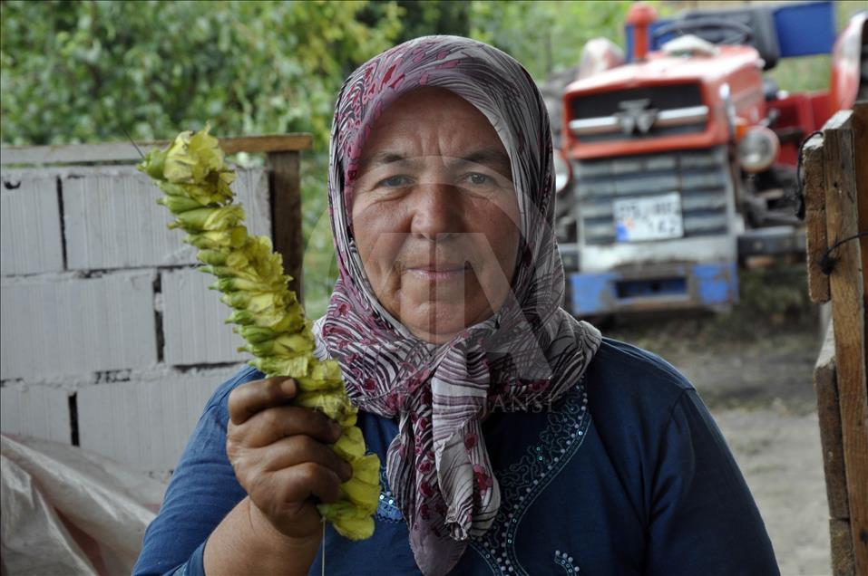 Bamyanın tarladan sofraya zorlu yolculuğu