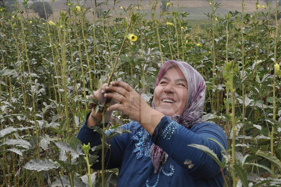 Bamyanın tarladan sofraya zorlu yolculuğu