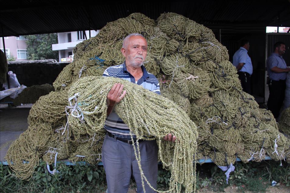 Bamyanın tarladan sofraya zorlu yolculuğu