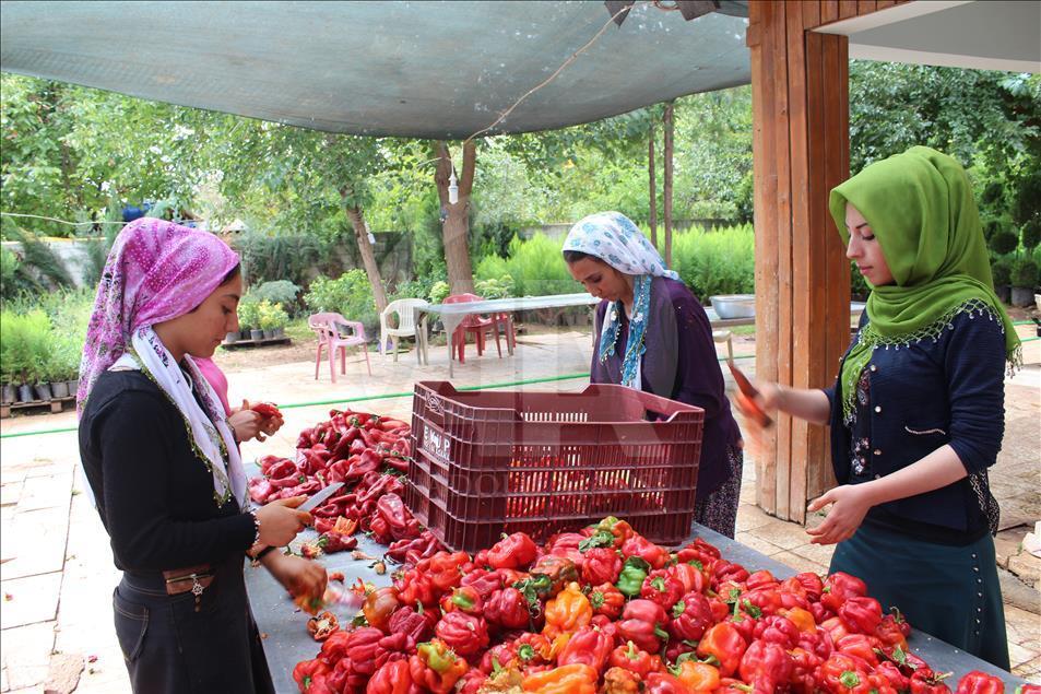 "Gastronomi şehri"nin kadınlarını biber salçası telaşı sardı
