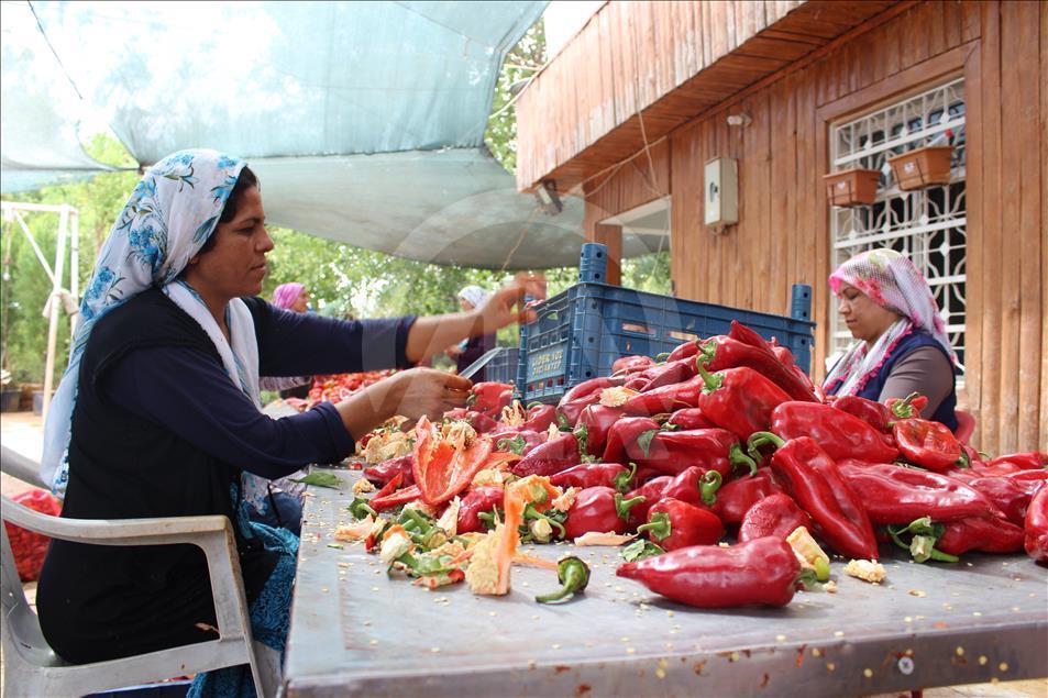 "Gastronomi şehri"nin kadınlarını biber salçası telaşı sardı
