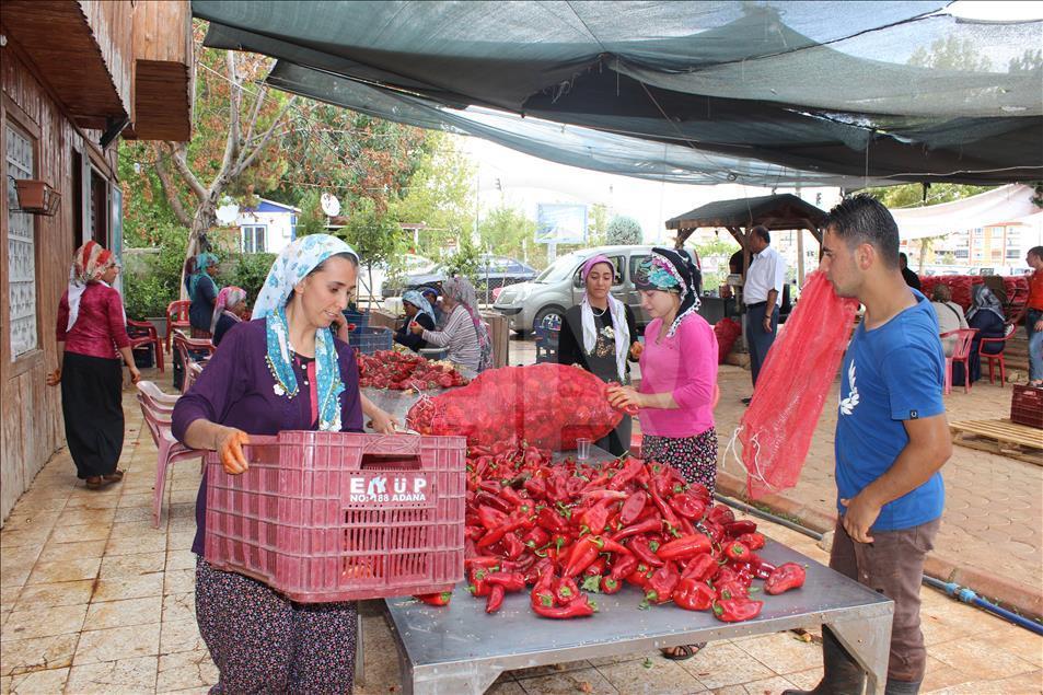 "Gastronomi şehri"nin kadınlarını biber salçası telaşı sardı
