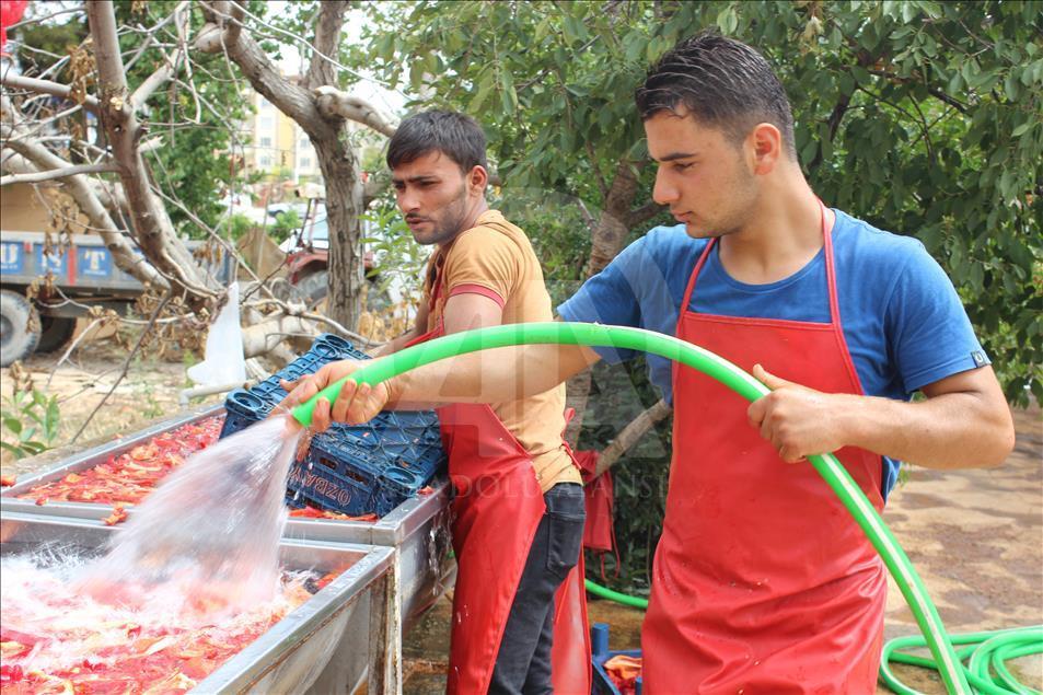"Gastronomi şehri"nin kadınlarını biber salçası telaşı sardı
