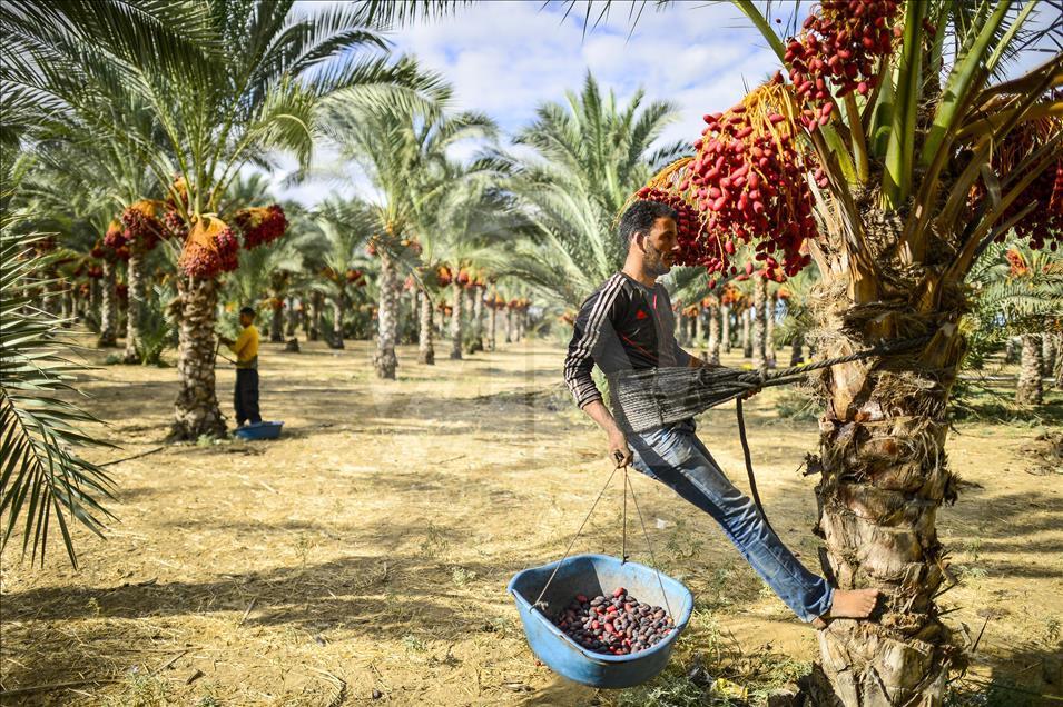 آغاز برداشت خرما در غزه
